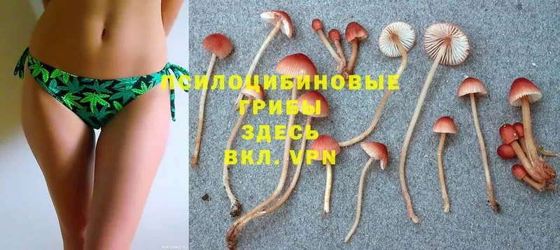 площадка официальный сайт  Крымск  Галлюциногенные грибы Cubensis 