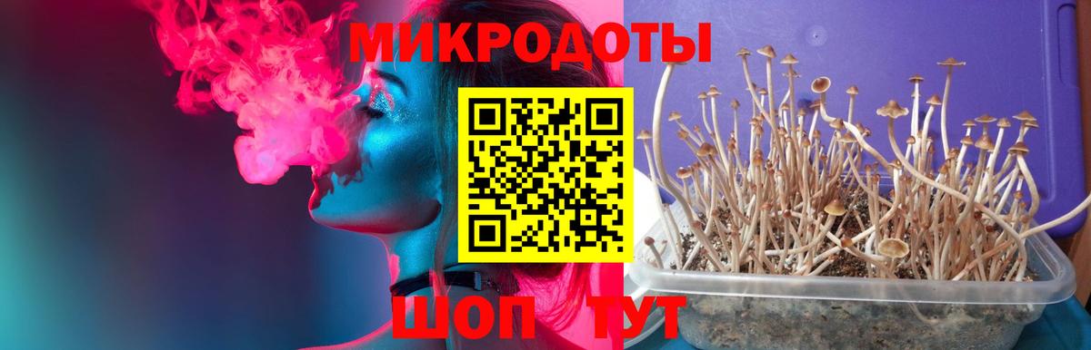Крымск  Псилоцибиновые грибы Psilocybe  Вход с VPN 